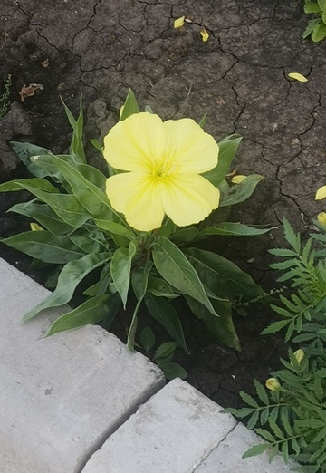 Ольга (@olga427227) — моя фотография № 2