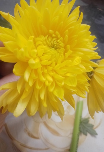 Ольга (@olga445564) — моя фотография № 1